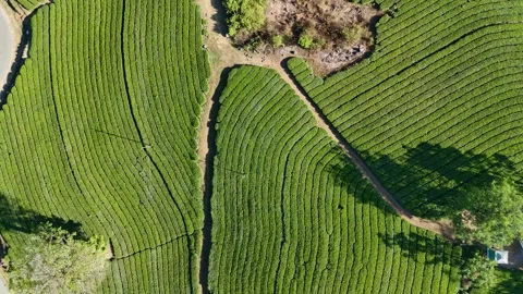 Aerial Drone View of Munnar Tea Plantations with Misty Mountains Video stock 327846807