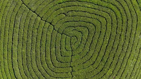Aerial Drone View of Munnar Tea Plantations with Misty Mountains Video stock 327853957