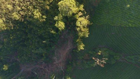 Aerial Drone View of Munnar Tea Plantations with Misty Mountains Video stock 327945578