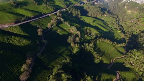 Aerial Drone View of Munnar Tea Plantations with Misty Mountains Video stock 327945899