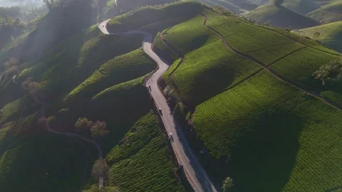 Aerial Drone View of Munnar Tea Plantations with Misty Mountains Stock Footage 327946015