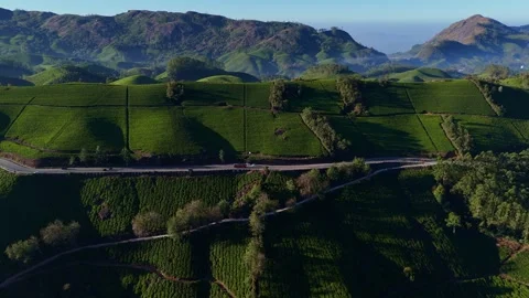 Aerial Drone View of Munnar Tea Plantations with Misty Mountains Stock Footage 327958521