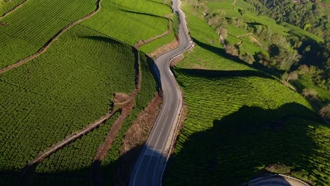 Aerial Drone View of Munnar Tea Plantations with Misty Mountains Stock Footage 328136854