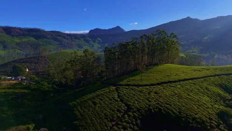 Aerial Drone View of Munnar Tea Plantations, India Scenic Mountain Landscape Stock Footage 328331607