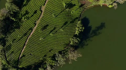 Aerial Drone View of Munnar Tea Plantations, India Scenic Mountain Landscape Video stock 328332567