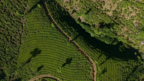 Aerial Drone View of Munnar Tea Plantations, India Scenic Mountain Landscape Stock Footage 328332577