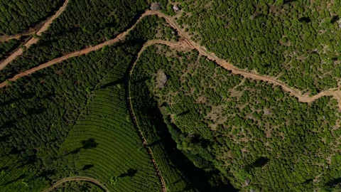Aerial Drone View of Munnar Tea Plantations, India Scenic Mountain Landscape Stock Footage 328332730