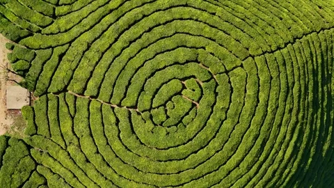 Aerial Drone View of Munnar Tea Plantations, India Scenic Mountain Landscape Stock Footage 328332732