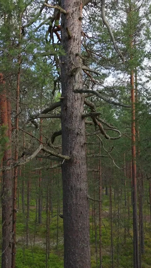 Aerial drone view of an old coniferous tree. The flight starts at the roots and Video stock 312804328