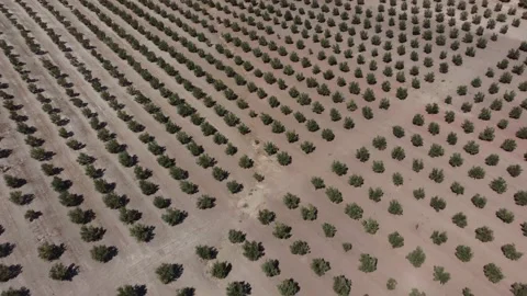 Aerial drone view of olive trees plantation Stock Footage 171512858