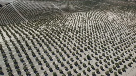 Aerial drone view of olive trees plantation in Andalusia, Spain Stock Footage 171817309