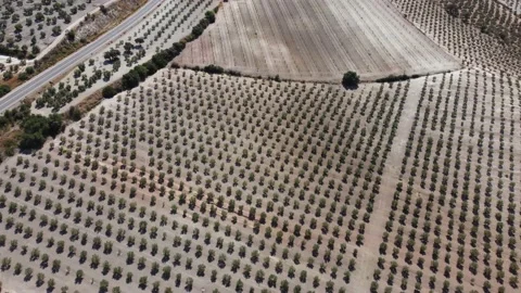 Aerial drone view of olive trees plantation in Andalusia, Spain Stock Footage 171911814