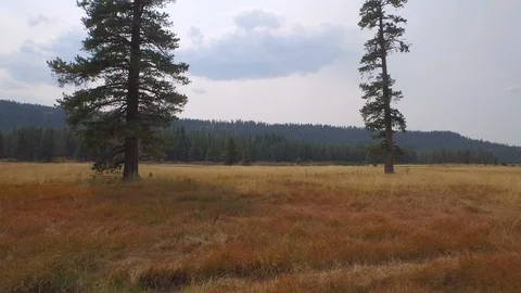 Aerial drone view, open prairie land and forest in rocky mountain of California Stock Footage 100835995
