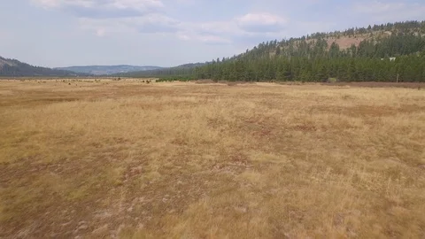 Aerial drone view, open prairie land and forest in rocky mountain of California Stock Footage 100836019