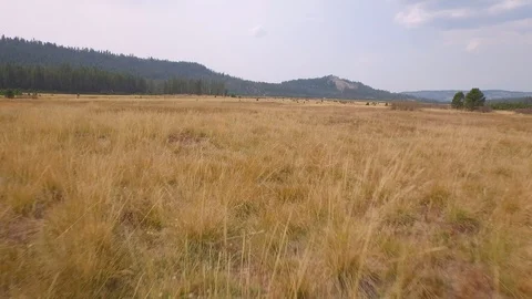 Aerial drone view, open prairie land and forest in rocky mountain of California Stock Footage 100837734