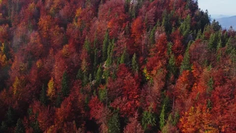 Aerial drone view over autumn forest of the Carpathian mountains.Colorful trees Video stock 259558143