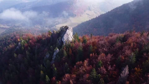 Aerial drone view over autumn forest of the Carpathian mountains.Colorful trees Stock Footage 259558285