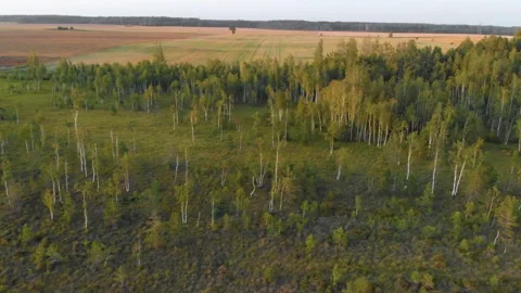 Aerial Drone View Over a Birch Forest and Wetland in the Evening Sun Video stock 321758667