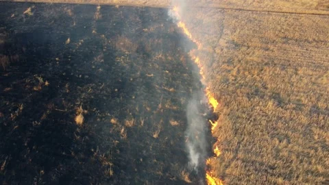 Aerial Drone View Over Burning dry grass and smoke in field. Flame and open fire Stock Footage 170126765