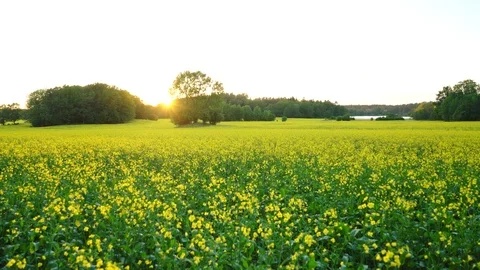 Aerial drone view over Canola field at sunset Stock Footage 109635002