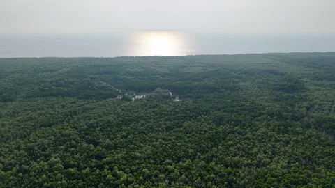Aerial drone view over coastal mangrove forest canopy Video stock 337724684