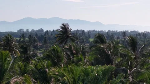 Aerial drone view over coconut palm forest with distant mountains Video stock 337544992