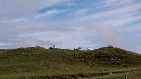 Aerial drone view over Cows Stock-Footage 109487154