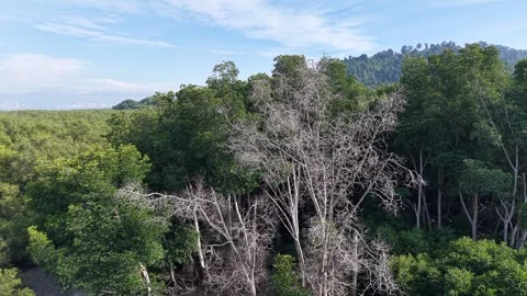 Aerial Drone View Over Dead Mangrove Tree Canopy Stock Footage 344815863