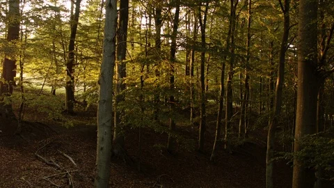 Aerial drone view over deciduous forest Stock-Footage 109507094