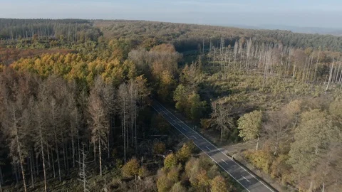 Aerial Drone View Over A Dense Forest With a Road Going Through Vídeos de archivo 118488573