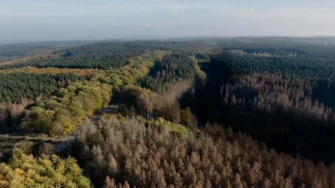 Aerial Drone View Over A Dense Forest With a Straight Road Going Through 스톡 동영상 118488868