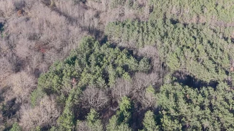 Aerial drone view over dense green forest canopy in nature Stock Footage 323528655