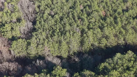 Aerial drone view over dense green forest canopy in nature Stock Footage 323528673