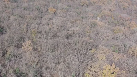 Aerial Drone View Over Dense Autumn Forest Canopy Stock Footage 324889893