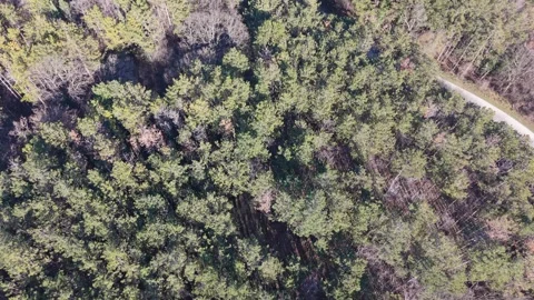 Aerial drone view over dense forest with rural road landscape Stock Footage 328006047