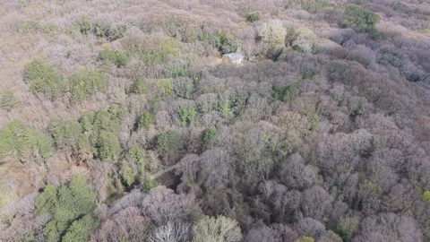 Aerial drone view over dense forest canopy in early spring Stock Footage 332773012