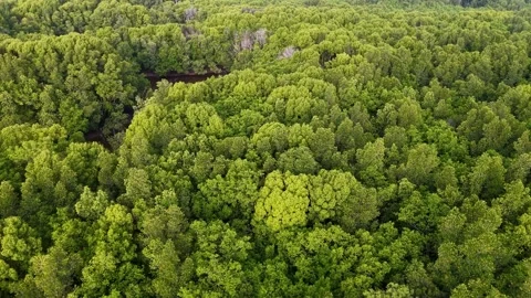 Aerial Drone View Over Dense Coastal Mangrove Forest Stockbeeldmateriaal 333050021