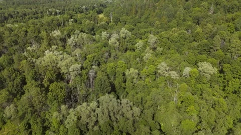 Aerial drone view over dense mixed forest near Sigulda, Latvia, showing varied Stock Footage 341712237