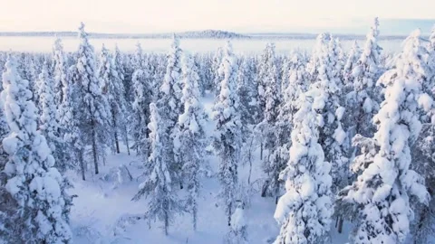 Aerial drone view over a dense snow covered pine forest in winter Vidéo 348085346