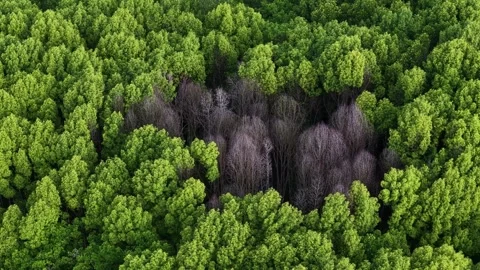 Aerial Drone View Over Dry Bare Mangrove Forest Vidéo 337719053
