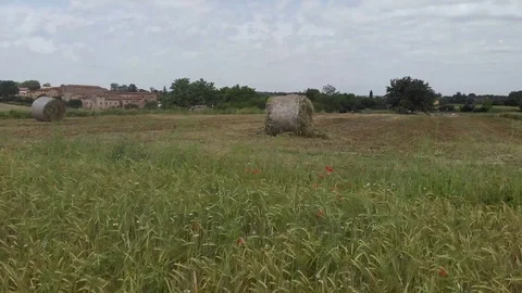 Aerial drone view over empty fields with poppy flowers Stock Footage 114960760