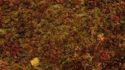 Aerial drone view over Fall colors Stock Footage 109506548