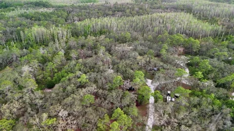 Aerial Drone View Over Florida Pine Flatwoods Plantation... 库存影片 331820972