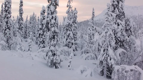 Aerial drone view over Forest in Gällivare in winter Vidéo 109434995