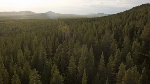 Aerial drone view over Forest Stock-Footage 109457342