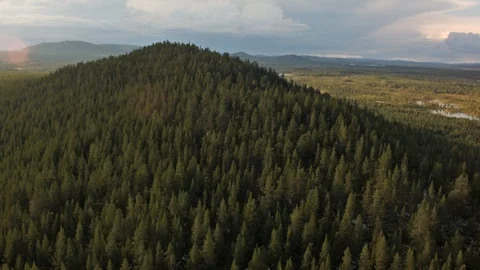 Aerial drone view over Forest Stock Footage 109457434