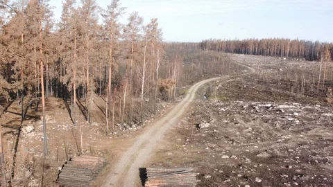Aerial drone view over Forest fire aftermath Stock Footage 109465001