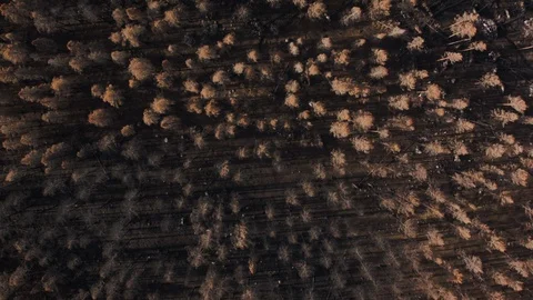 Aerial drone view over Forest fire aftermath Stock Footage 109465152