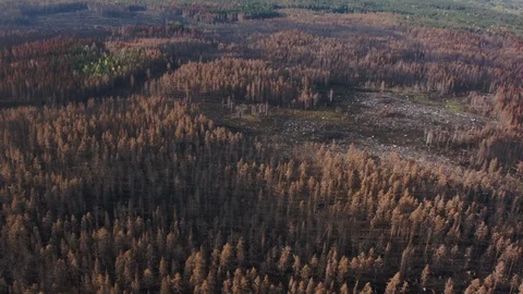Aerial drone view over Forest fire aftermath Vídeo Stock 109465367
