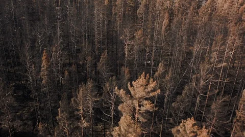 Aerial drone view over Forest fire aftermath Stock Footage 109465528